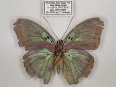 Euphaedra sinuosa