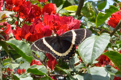 Papilio garamas