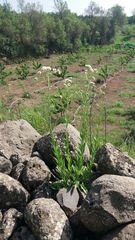 Peltaria angustifolia