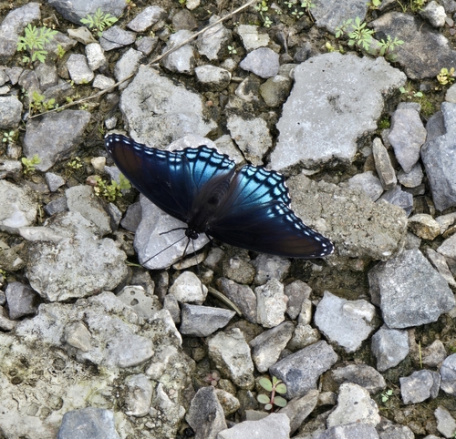 Red-spotted Purple