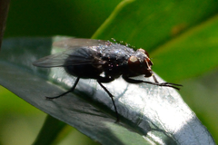 Diptera