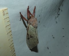 Oxycanus