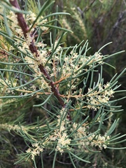 Hakea nodosa