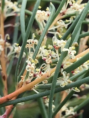 Hakea nodosa