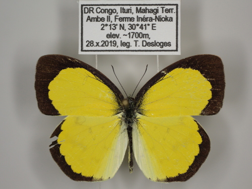 African Angled Grass Yellow