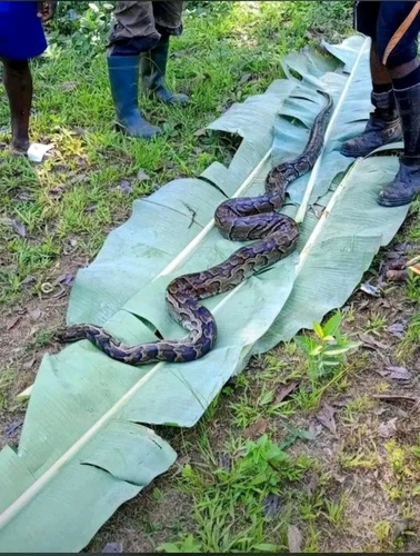 African Rock Python