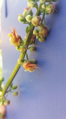 Scrophularia rubricaulis