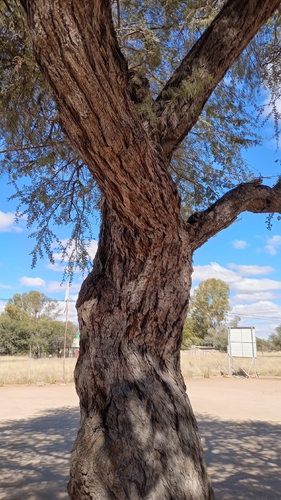 Camel Thorn