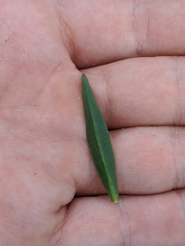 Image of Justicia crassifolia by (c) Scott Allen Davis, some rights reserved (CC BY)