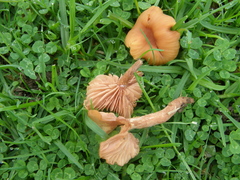 Laccaria laccata pallidifolia