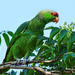 Lilac-crowned × Red-crowned Parrot - Photo (c) Ad Konings, some rights reserved (CC BY-NC), uploaded by Ad Konings