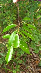 Prunus spinulosa