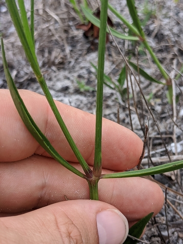 Justicia crassifolia image