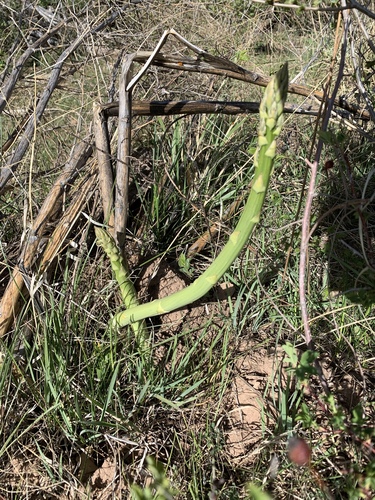 Asparagus plant photo (Asparagus officinalis)