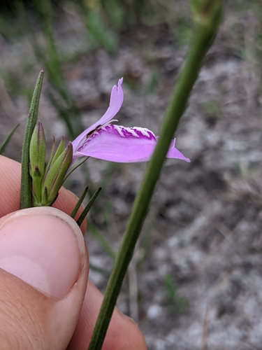 Image of Justicia crassifolia by (c) Scott Allen Davis, some rights reserved (CC BY)