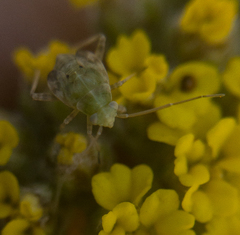 Miridae