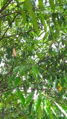 Prunus spinulosa