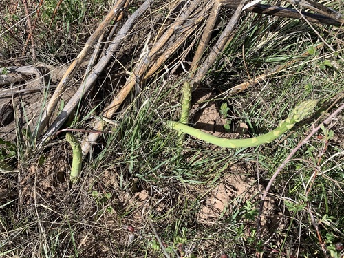 Asparagus officinalis