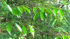 Prunus spinulosa