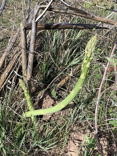 Asparagus officinalis