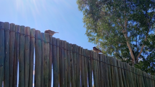 Cape Sparrow