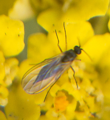 Diptera