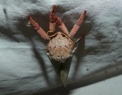 Oxycanus