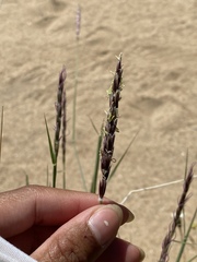 Hilaria rigida