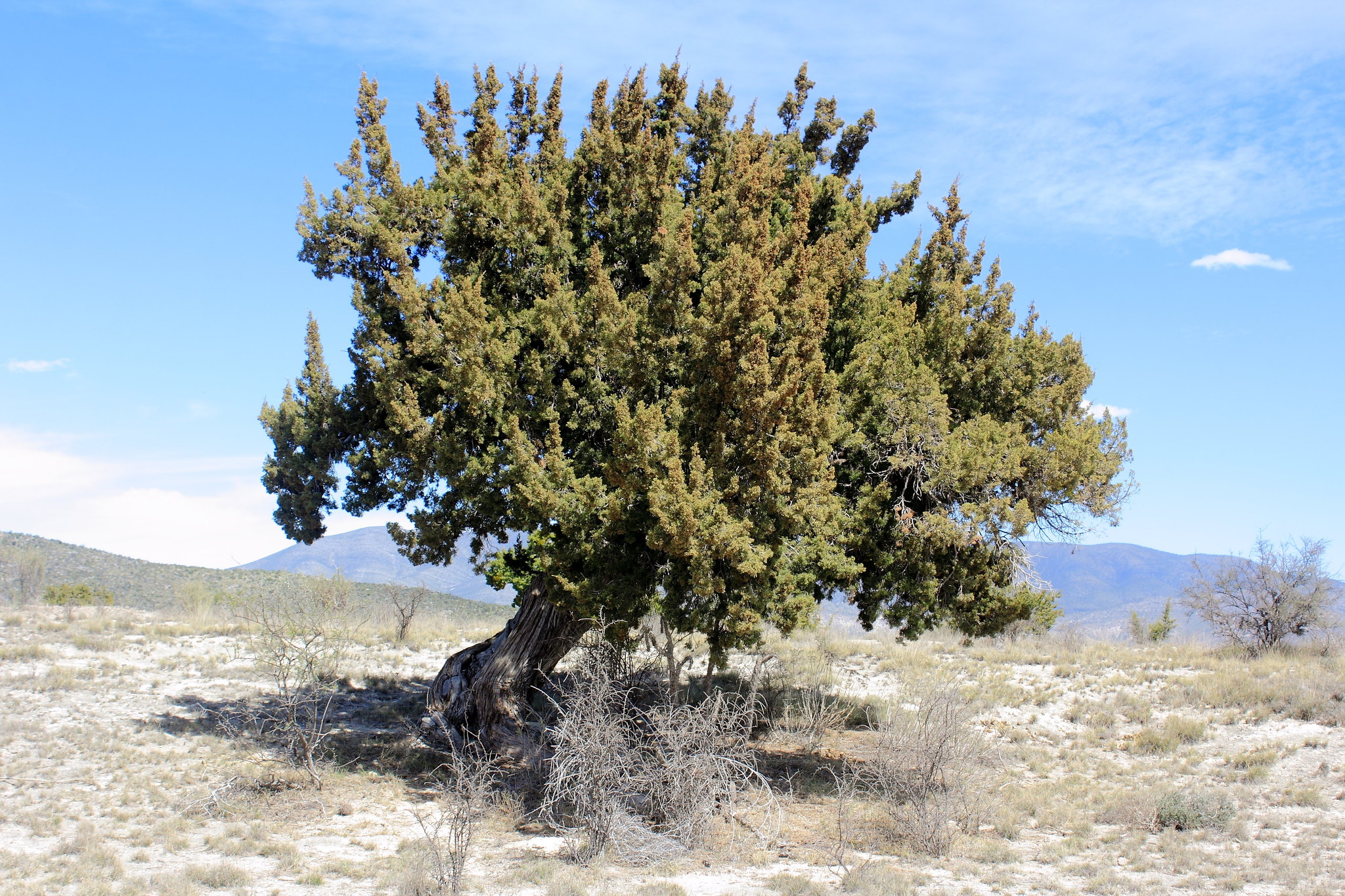 Juniperus coahuilensis