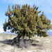 Juniperus coahuilensis - Photo (c) Juan Cruzado Cortés, μερικά δικαιώματα διατηρούνται (CC BY-SA), uploaded by Juan Cruzado Cortés