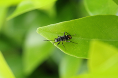 Dieuches maculicollis