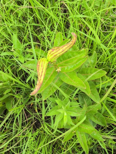 green antelopehorns