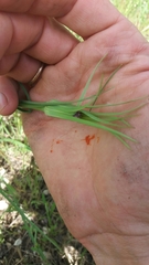 Tragopogon coelesyriacus