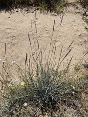 Hilaria rigida