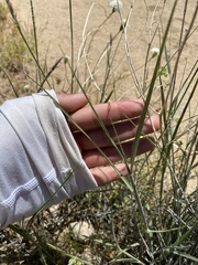 Hilaria rigida