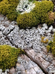 Pseudothelomma occidentale