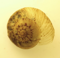 Punctoidea