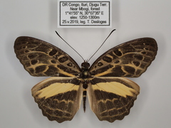 Catuna angustatum