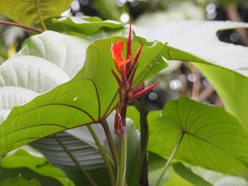 Canna indica image