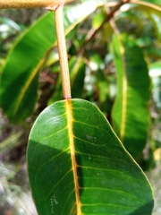 Croton argyrodaphne image
