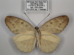 Catuna angustatum