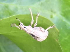 Dermatoxenus caesicollis