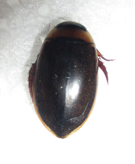 Dytiscoidea