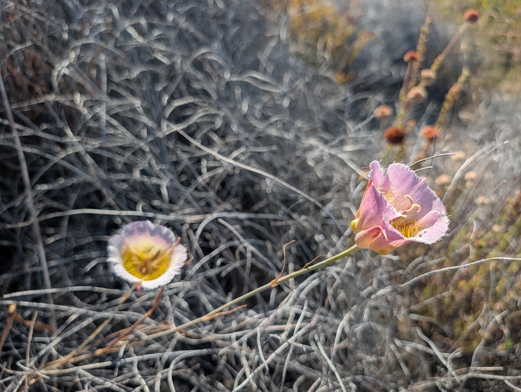 Calochortus plummerae; photograph (c) Zack Abbey, some rights reserved (CC BY)