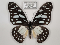 Graphium leonidas leonidas