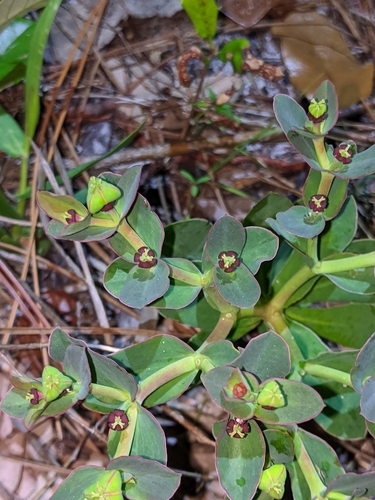 Image of Euphorbia telephioides by (c) Scott Allen Davis, some rights reserved (CC BY)