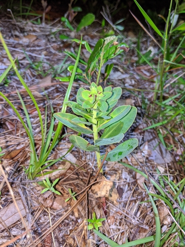 Image of Euphorbia telephioides by (c) Scott Allen Davis, some rights reserved (CC BY)