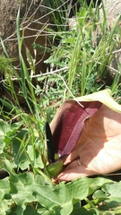 Arum palaestinum
