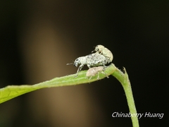 Eugnathus distinctus