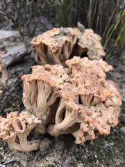 Ramaria capitata